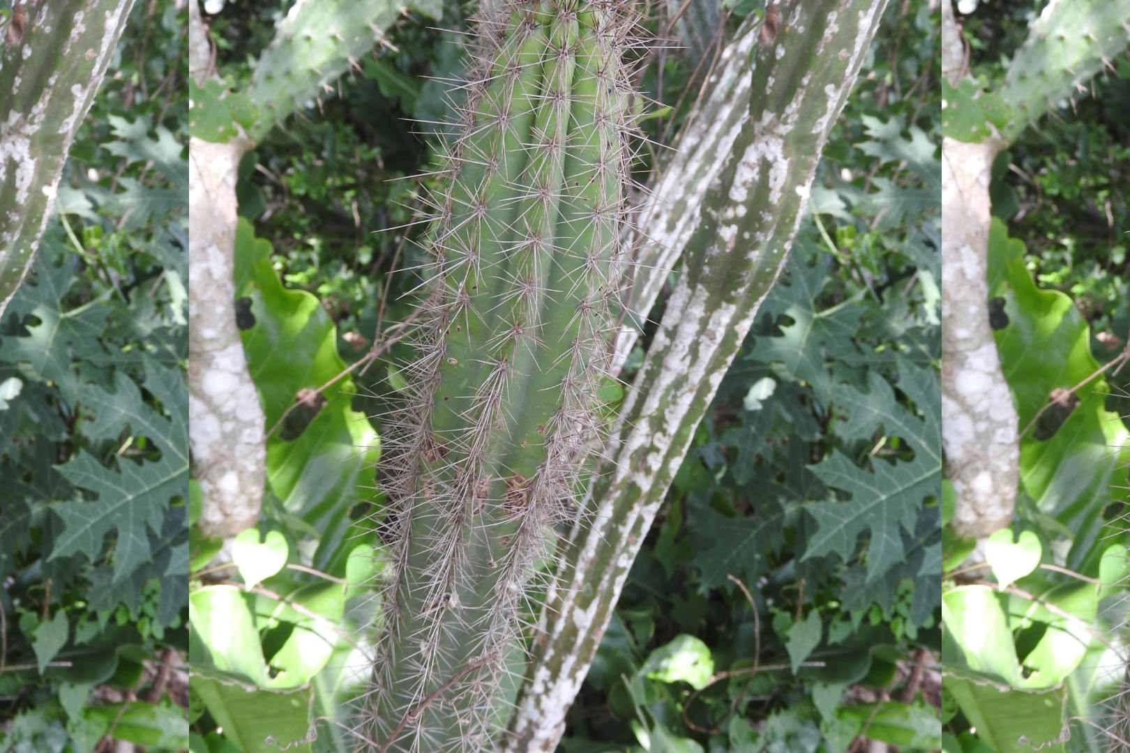 Pilosocereus gaumeri